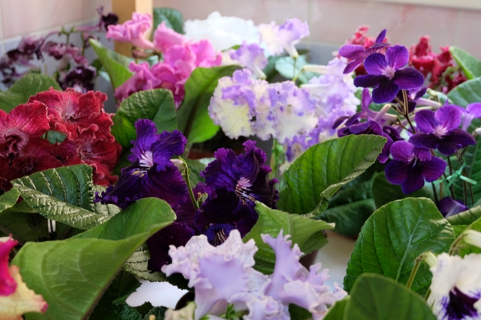 DSCF9552.JPG