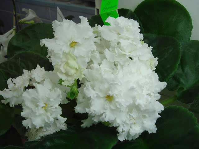 ЛЕ-Оригами.jpg