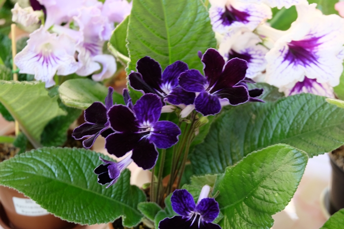 DSCF9557.JPG
