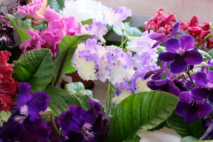 DSCF9559.JPG