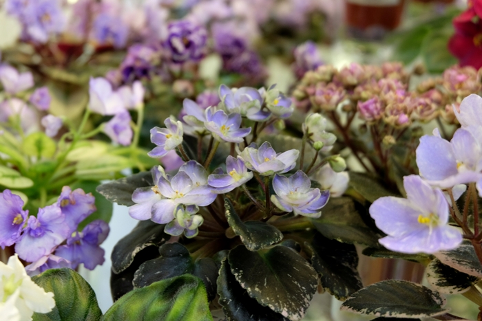 DSCF9648.JPG