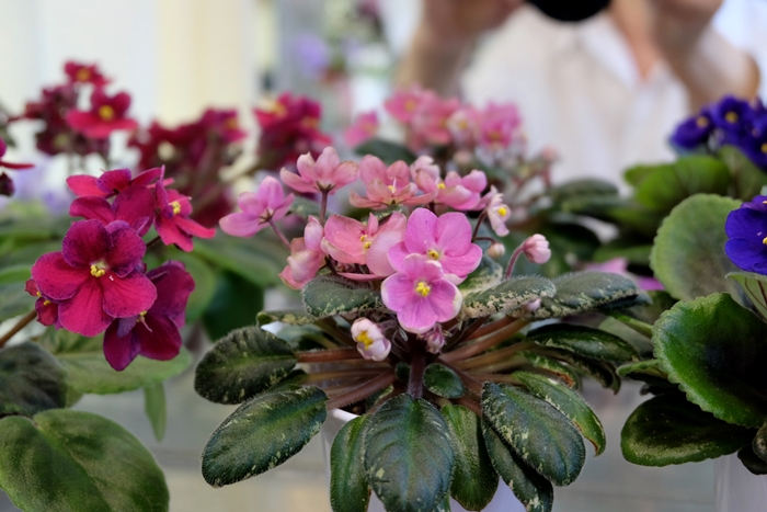 DSCF9654.JPG