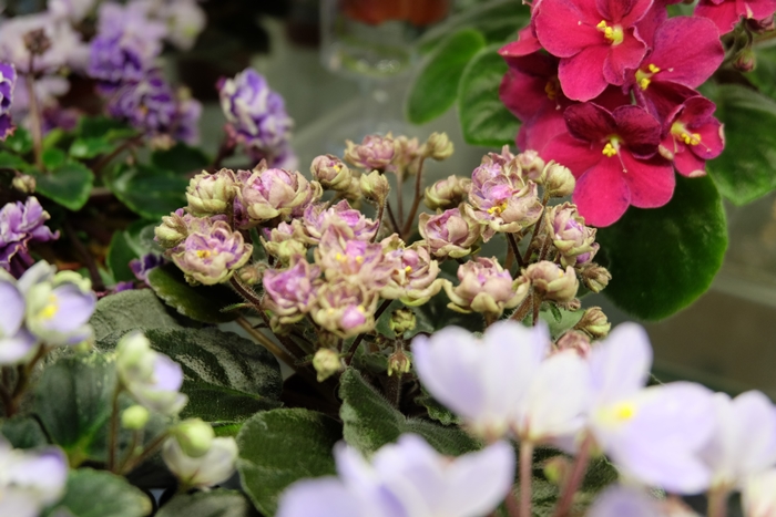 DSCF9670.JPG