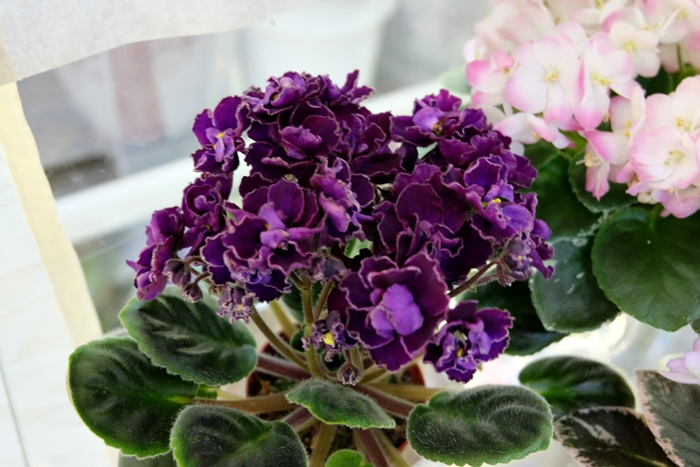 DSCF9672.JPG