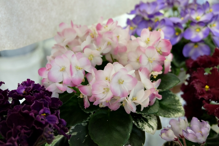 DSCF9674.JPG