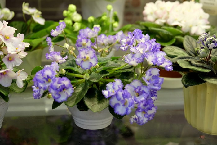 DSCF9679.JPG