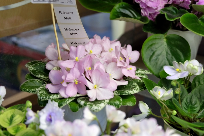 DSCF9680.JPG