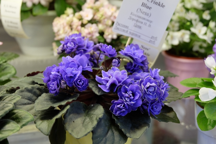 DSCF9682.JPG