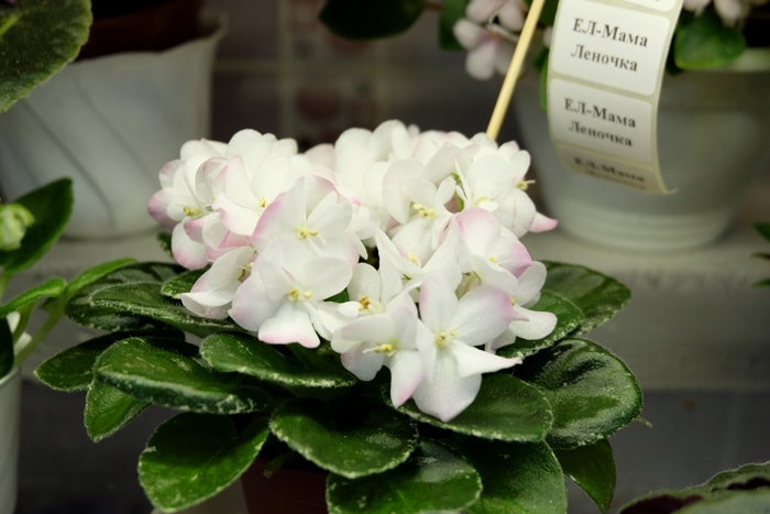 DSCF9685.JPG