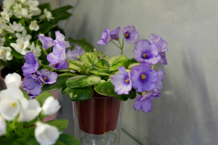 DSCF9686.JPG