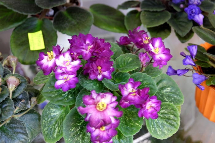 DSCF9692.JPG