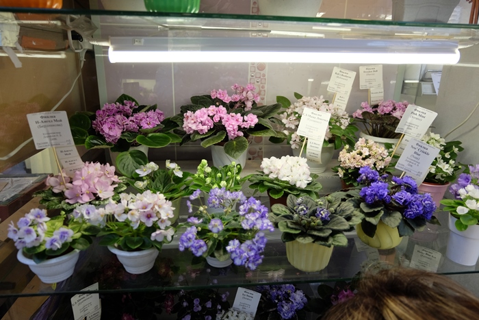 DSCF9700.JPG