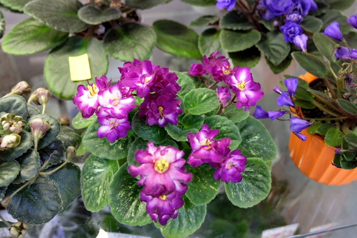 DSCF9756.JPG