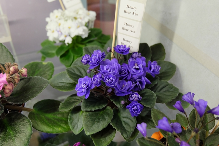 DSCF9758.JPG
