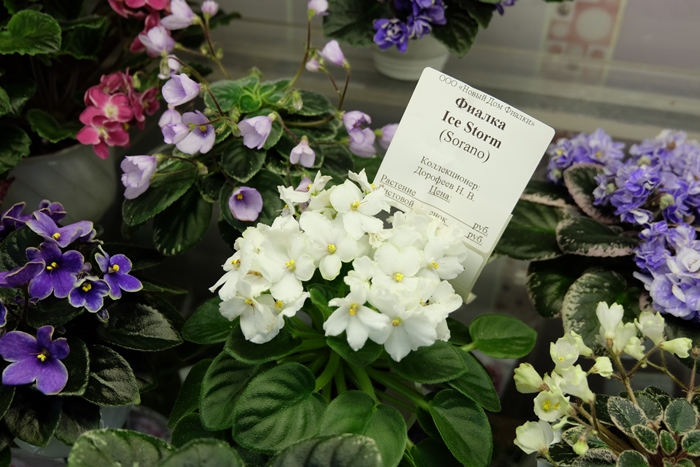 DSCF9759.JPG