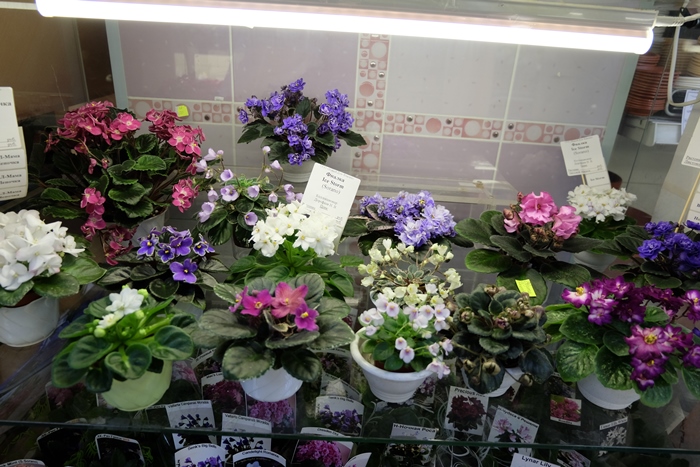 DSCF9761.JPG