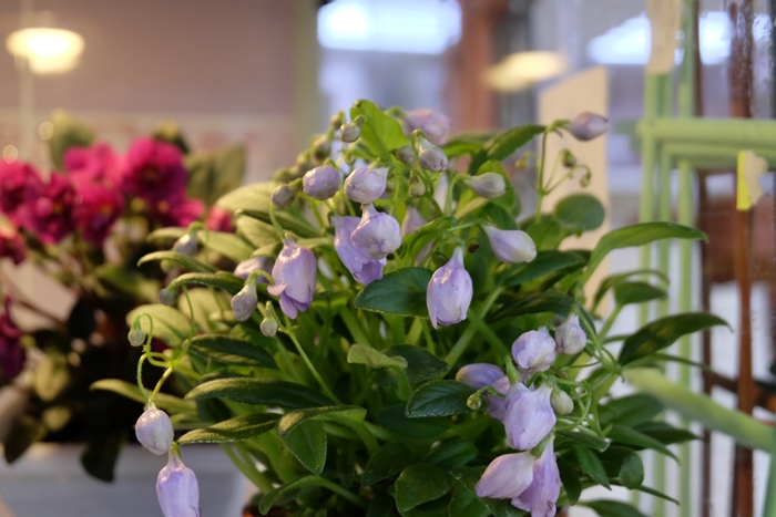DSCF9768.JPG