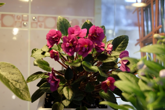 DSCF9770.JPG