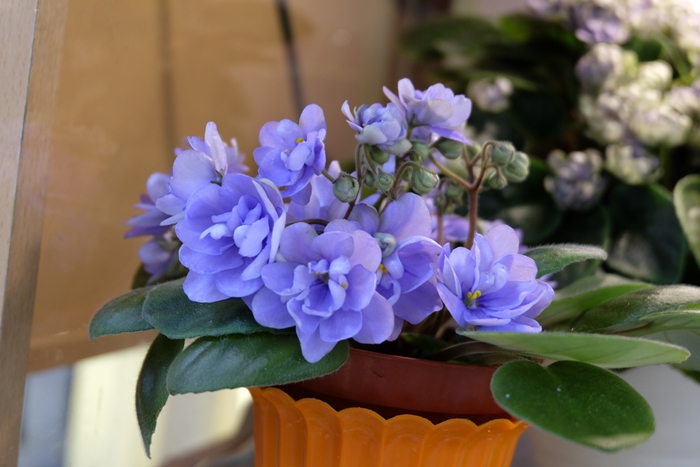 DSCF9772.JPG