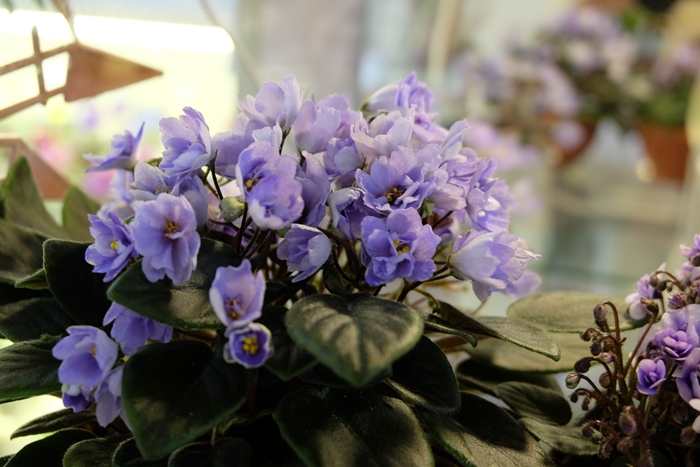 DSCF9781.JPG
