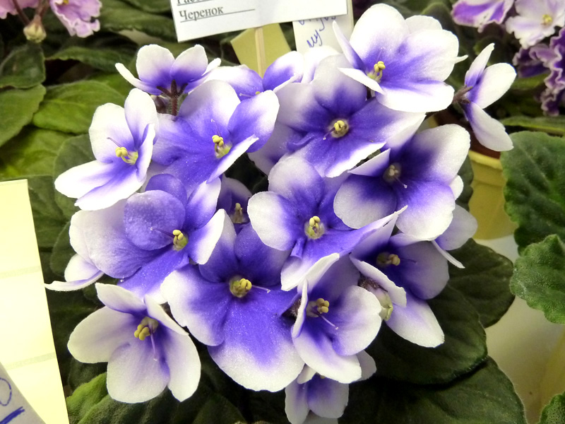 Optimara myJoy. О. Стуленкова.JPG