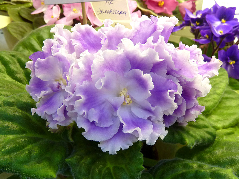 НК-Эклектика. О. Стуленкова.JPG
