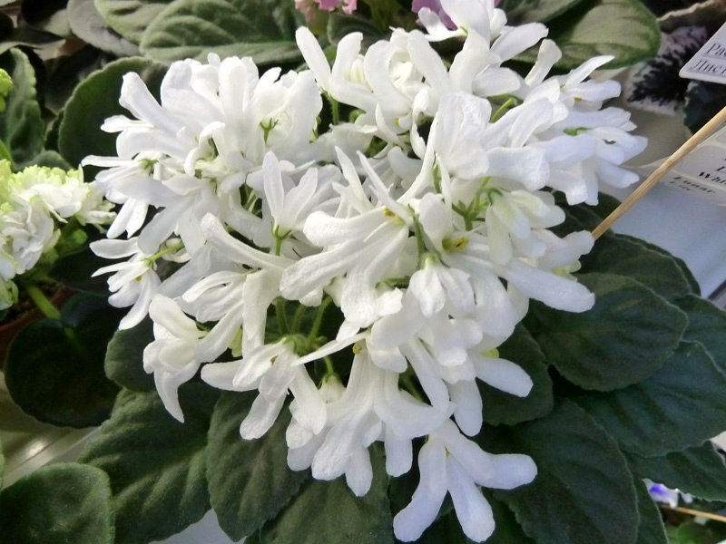 Lunar Lily White. Н. Дорофеев.JPG