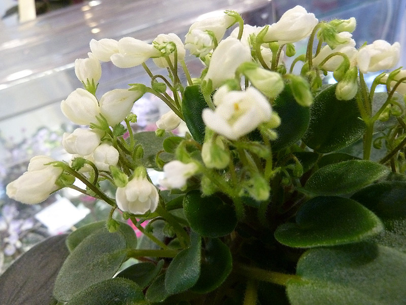 Chantaspring. Е. Галицкая.JPG