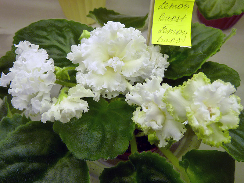 Lemon Burst (2019). Калгины.JPG