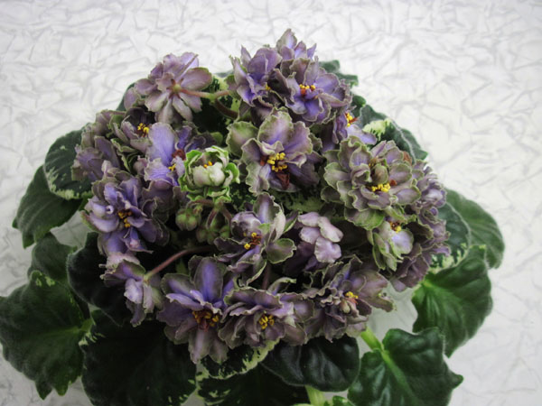 ЛЕ-Лена4.jpg