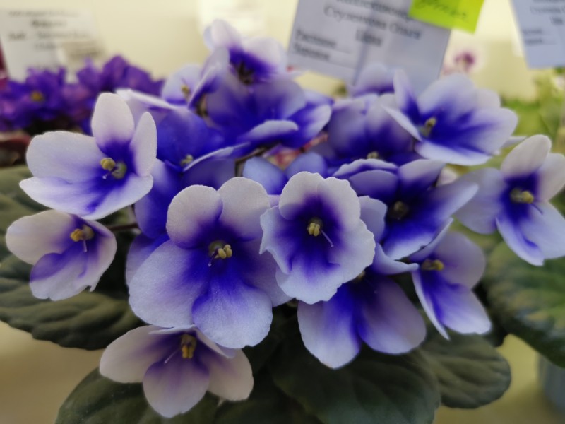 Optimara myJoy (R. Holtkamp)~01.jpg