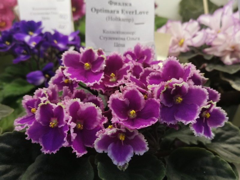 Optimara EverLove (R. Holtkamp)~01.jpg