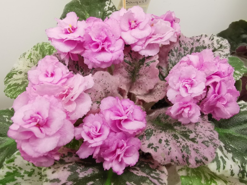 Rose Bouquet (G.T.Smith) ~01.jpg