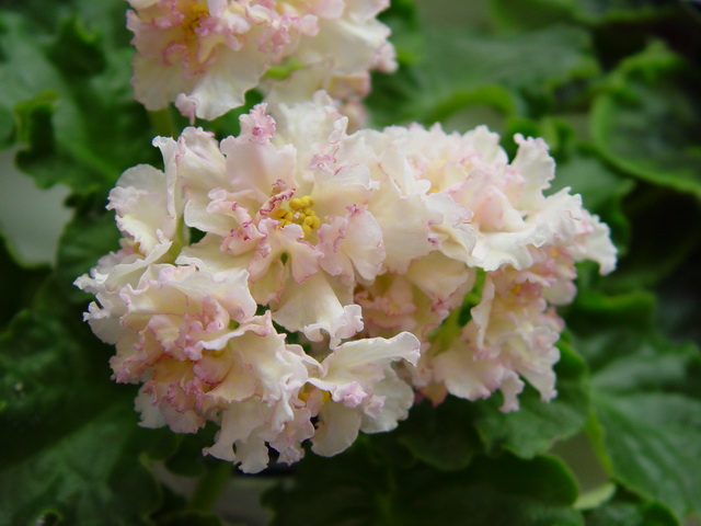 S Rose (Романцевич).jpg