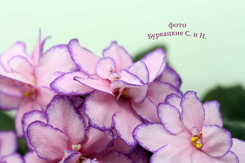 IMG_8781 мал.jpg