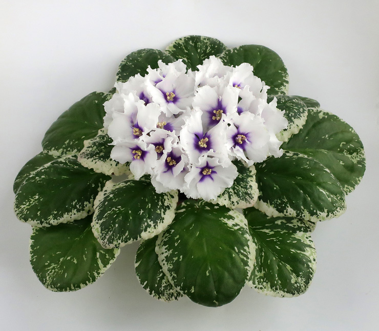 ЛЕ-Галина.jpg