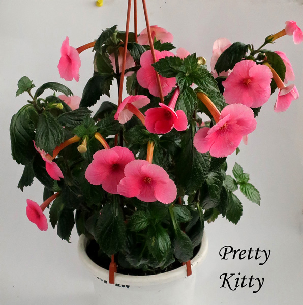Pretty-Kitty.jpg