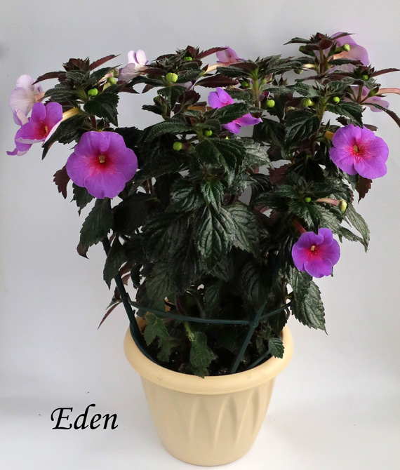 Eden.jpg