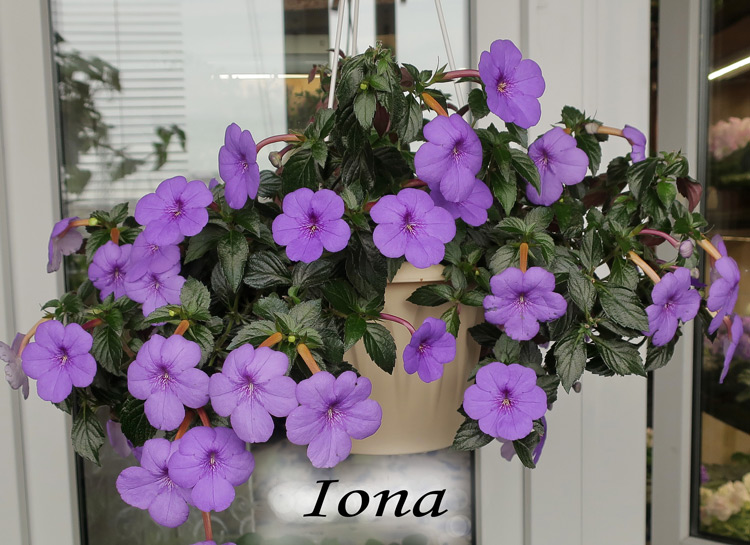 Iona.jpg
