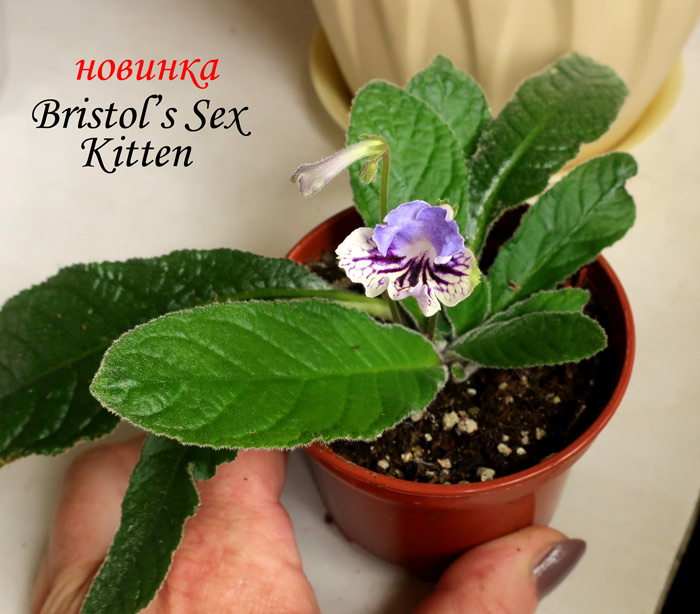 Bristol's-Sex-Kitten.jpg