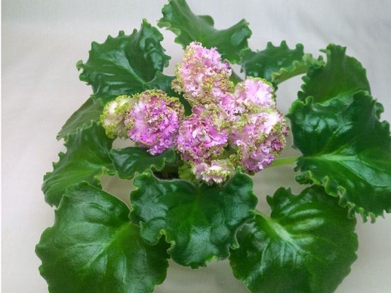 Мария (Дадоян).jpg