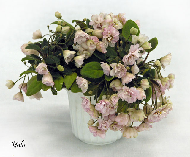 1 место – Pink Mint (S. Sorano), колл. А. Патянина