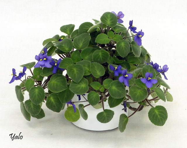 3 место – S. pendula var. kizarae (B. L. Burtt), колл. Л. Морозова