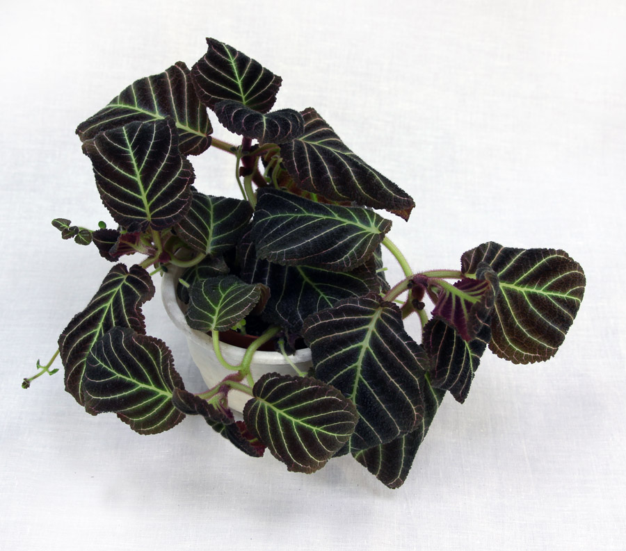 2 место – пирсия hypocyrtiflora, кол. Е. Морозова