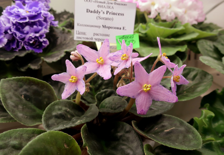 Daddy's-Princess(Морозова).jpg