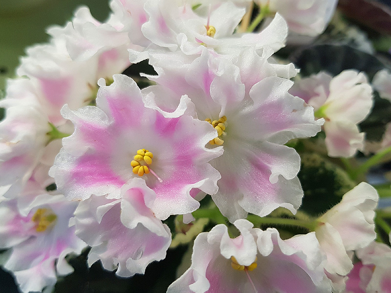 Pink Sensation (Рабец).jpg