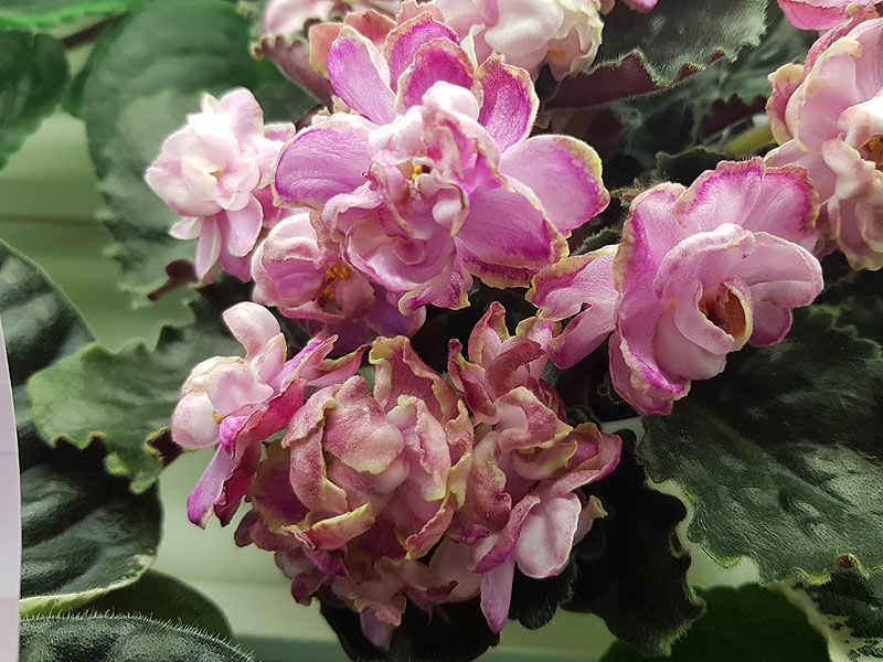 ЛФ-Куколка (Андрусенко).jpg