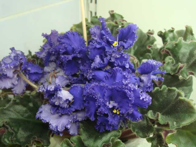 Blueberry-Mint.jpg