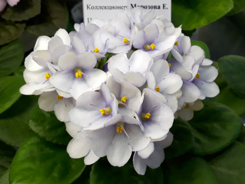 Optimara Little Trio (Морозова).jpg