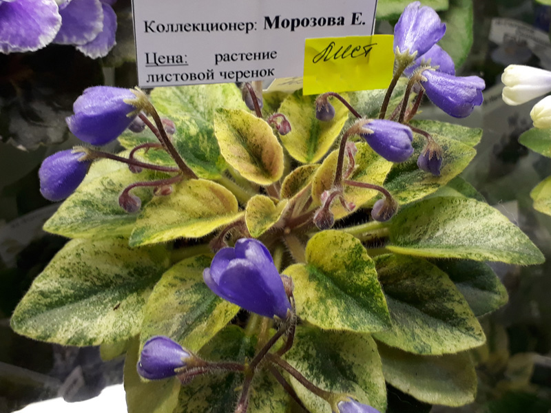 Н-Аватар (Морозова).jpg